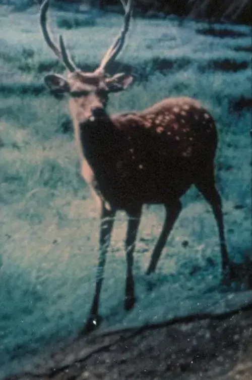 images of the movie Sans Soleil