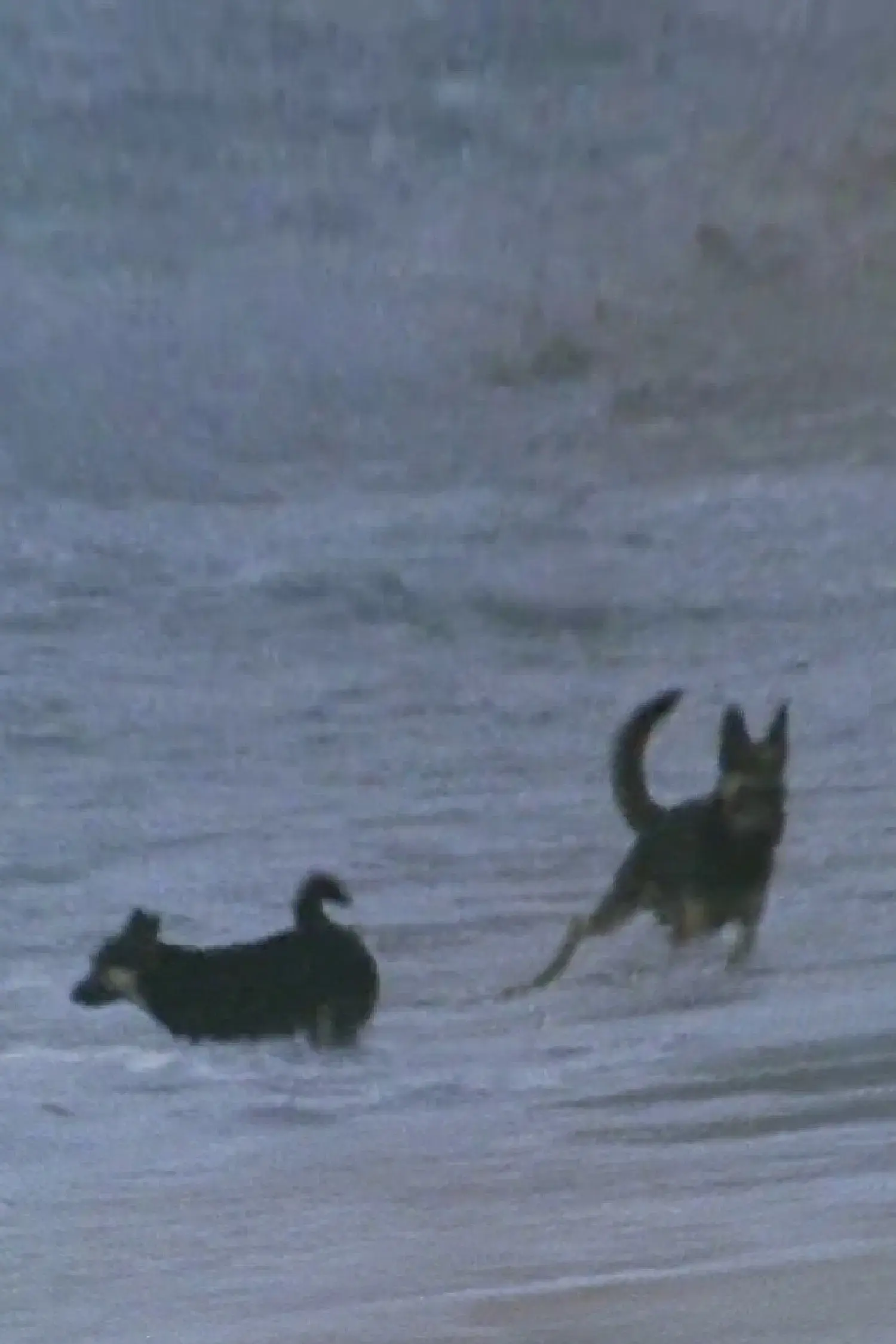 images of the movie Sans Soleil